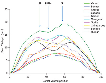 Fig. 7. Mean CS depth along the dorsal to ventral plane in the 10 primate species. SP is the deepest superior point and IP is the deepest inferior point, and PPFM is the shallowest point between the two.