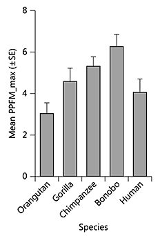 Fig. 8. Mean PPFM_max (± SE) in humans and great apes.