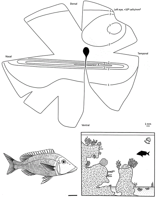 Fig. 1. Lethrinus chrysostomas.