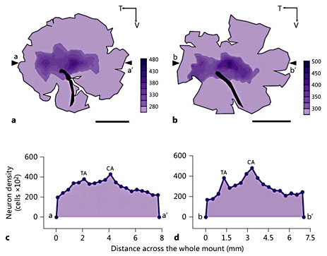 Retinal topography in hummingbirds. Representative isodensity contour maps illustrating the topographic distribution of neurons in the RGC layer for A. tzacatl (right retina) (a) and C. anna (left retina) (b). The topographic map for C. anna has been flipped horizontally to facilitate comparisons between the two species. The shaded density scales, which differ slightly between the two species, represent n × 102 cells·mm-2. The irregular black shape in a and b represents the position of the pecten. T = Temporal; V = ventral. Scale bars = 2.5 mm. c, d Density profiles for neurons in the RGC layer measured along a naso-temporal transect (a-a′) across the retina in the A.tzacatl whole mount (c) and a naso-temporal transect (b-b′) in the C. anna whole mount (d). The arrows in a and b mark the position of the transects, which run through the two high-cell-density areas in each retina, the central area (CA) and the temporal area (TA). The density scale on the y-axes represents n × 102 cells·mm-2.