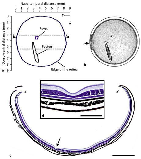 Retinal cross sections and reconstructions in C. anna. a Reconstruction of the right retina, using 90 sections cut on the horizontal plane. The reconstructed retina is approximately circular, with the outer boundary representing the margin of the retina at the ora serrata. The positions of the pecten and the central fovea are clearly indicated. The dashed lines represent the upper and lower boundaries of the area of the retina for which every section was measured. Outline of these boundaries; every other section was measured. T = Temporal; V = ventral. For comparison, the drawing of Wood [1917] (b) of a right C. anna retina based on macroscopic observations of preserved material is presented. The positions of the central fovea and pecten are in close agreement with our retinal reconstruction shown in a. The drawing of Wood [1917] also depicts a second, smaller and shallower fovea located very close to the temporal margin of the retina and approximately in line with the superior pole of the pecten (arrow), which we found no evidence of in this study. c Entire section across the right retina that passes through the middle of the central fovea (arrow). Scale bar = 1 mm. The position of the section with respect to the whole retina is illustrated by transect a-a′ in a. d Close-up of the central convexiclivate fovea. Scale bar = 300 μm.