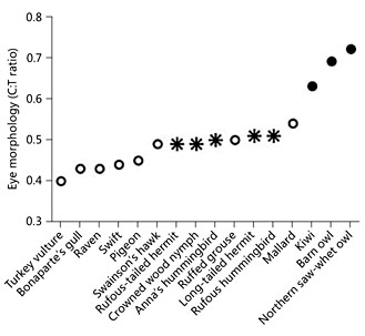 Eye morphology (expressed as the ratio of the mean corneal diameter to the mean transverse eye diameter, i.e. the C:T ratio), in hummingbirds (asterisks) in comparison to other diurnal (open circles) and nocturnal (closed circles) birds. Sources of information for C:T values: turkey vulture [Lisney et al., 2013b]; ruffed grouse [Lisney et al., 2012a]; hummingbirds, this study; mallard [Lisney et al., 2013a]; kiwi [Martin et al., 2007]; barn owl and northern saw-whet owl [Lisney et al., 2012b]; all other species [Lisney et al., unpubl. data].