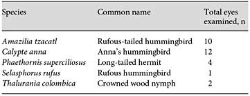 List of the hummingbird species surveyed in this study