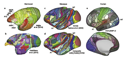 Development and Evolution of Cerebral and Cerebellar Cortex | Brain ...