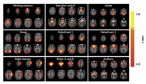 Resting-state networks in the spider monkey. Networks are presented overlaid on axial slices of a monkey’s brain. The networks shown are executive control, working memory, visual, ventral salience, dorsal salience, right memory, audition, default parts 1 and 2, extrastriate, and motor (left and right). The pseudocolored scale indicates levels of statistical significance.