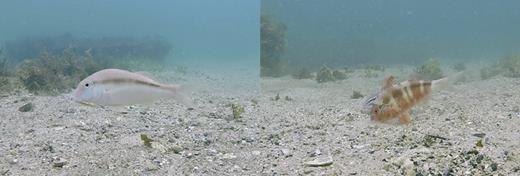 Fig. 1. Different colour forms exhibited by the bluelined goatfish (Upeneichthys lineatus). These images are the same individual (∼23 cm) photographed 20 s apart. The image on the left shows the plain colouration of the bluelined goatfish, the image on the right is the red-banded colour that is often observed when the goatfish forage.