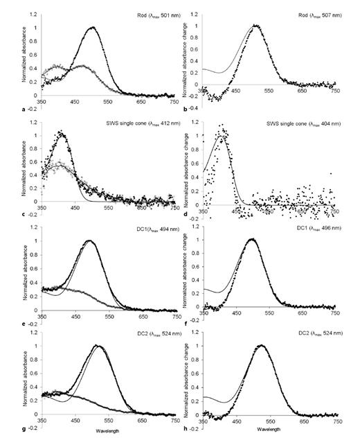 Fig. 4. Microspectrophotometric measurements of the retinal photoreceptor visual pigments in the bluelined goatfish U. lineatus. a, c, e, g Normalised prebleach (black circles) and postbleach (open circles) absorbance spectra. b, d, f, h Bleaching difference spectra. Prebleach and difference spectra are shown overlaid with an A1 (rhodopsin) template with a λmax at that of the mean spectrum (which is similar to but distinct from the mean λmax value reported in Table 1 and the text) in each case (solid black line). Postbleach spectra are fitted with a variable point running average.