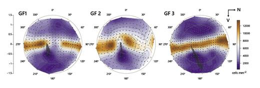 Fig. 6. Isodensity map of the right eye of 3 U. lineatus GF1–GF3. Topography of retinal ganglion cell layer for 3 individual goatfish (right retinas). The cell density was highest in the centre, forming a horizontal streak.