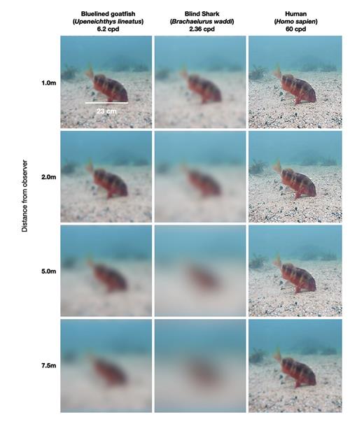 Fig. 7. U. lineatus displaying the red-banded colouration and how it may appear from 4 different viewing distances in metres to a conspecific, as well as a blind shark and human for comparison. Column headings show acuity in cycles per degree. Image generated using AcuityView package in R.