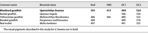 Microspectrophotometric measurements of visual pigments in U. lineatus and 4 other species of goatfish
