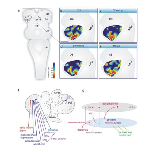 Fig. 1. The lamprey motor pallium. a Dorsal schematic view of the lamprey brain showing the distribution of electrical stimulation sites, which evoked different motor responses. b–e Heat maps representing the threshold current needed to evoke different motor behaviours. Note that the excitability decreases from the caudal to the rostral pallial pole. f Schematic of a transverse section of the lamprey pallium indicating the efferent targets of pallial projection neurons (PT-type). g The pallial/cortical axons that target the brainstem and spinal cord (PT-type) give off collaterals to neurons within the striatum. There is a subset of pallial neurons that have intratelencephalic axons projecting to the contralateral pallium/cortex (IT-type) that also target the striatum.