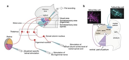 Fig. 2. Sensory representation in the lamprey pallium/cortex. a Summarising schematic of the lamprey dorsal pallium, showing retinotopic visual areas, somatosensory areas, and motor areas, as well as the retinal, trigeminal, and dorsal column nucleus afferents relayed via distinct subpopulations of thalamic neurons. b The olfactory system in lamprey resembles that of mammals in many respects with a dual efferent system conveyed via tufted- and mitral-like cells. The latter target the olfactory cortex located in the ventral pallium, whereas the former target a separate limited region, the dorsomedial telencephalic nucleus (dmtn). Note the different morphology of the mitral-like (magenta) and tufted-like (blue) cells.