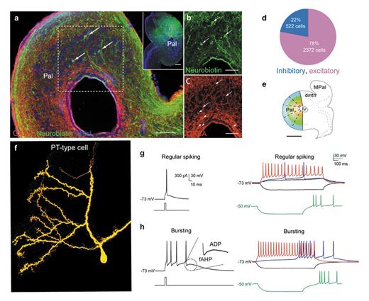 Fig. 3. Cell types in the lamprey pallium/cortex. a Retrogradely labelled IT-type cells (arrows) following Neurobiotin injection in the contralateral pallium (inset). b, c The IT-type cells (b, arrows) from the region of dotted square in a do not express GABA (c, arrowheads). d Overall percentage and number of GABAergic and non-GABAergic pallial neurons. e Schematic of the lamprey pallium with segments, indicated with dotted lines, used for cell counting. f Morphology of a PT-type cell showing spiny dendrites. g Firing properties of PT-type “regular spiking” cells with spiking due to a 5-ms suprathreshold current injection (left). Spiking due to 1 s depolarising current steps is also shown, with threshold response (blue) and maximal firing rate (red, right). Membrane potential response to a 1-s hyperpolarising current step is also shown (black, right). Postinhibitory rebound spiking for a hyperpolarising current step from more depolarised membrane potentials (green). h Firing properties of PT-type “bursting” cells. Burst response to a 5-ms current injection is shown. Inset shows distinct afterpolarisation components: fAHP and ADP (left). Suprathreshold response for 1 s depolarising and hyperpolarising pulses with threshold and maximal firing (blue and red, respectively), as well as postinhibitory rebound spiking for a hyperpolarising current step from more depolarised membrane potentials (green) are shown (right).