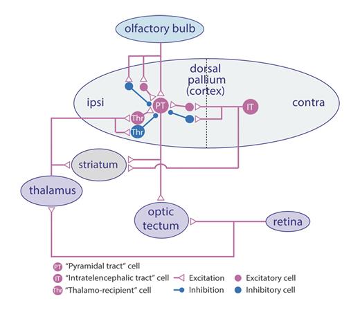 Fig. 4. The pallial microcircuit in the lamprey. The pallial microcircuit connectivity is shown with regard to pyramidal tract (PT), intratelecephalic (IT), and thalamorecipient (Thr) neurons with their sensory input from the retina via thalamus and from the olfactory bulb, as well as some efferent connections. Excitatory neurons are indicated in red and inhibitory interneurons in blue.