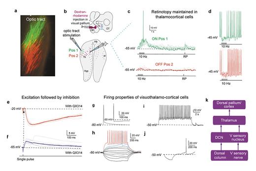Fig. 5. The lamprey thalamus. a Retinotopic organisation in the optic tract following injections of dextran-rhodamine and dextran-FITCs into the caudal and rostral optic tectum, respectively. b Schematics showing injection of dextran-rhodamine to retrogradely prelabelled cells in the thalamus for recordings (upper panel) and site of stimulation and recording in the thalamus (lower panel). c Repetitive stimulation in one position of the optic tract elicits EPSPs/spiking (ON Pos 1) in a thalamopallial neuron, while another position provides very small EPSPs (OFF Pos 2). d Holding the cell at a more depolarised membrane potential elicits spiking, which is silenced by stimulation of both optic tract positions. e, f The onsets of single pulse EPSPs and IPSPs (arrow) show that excitation precedes inhibition. g Firing properties of thalamopallial neurons. Spikes were elicited in response to a brief (5 ms) suprathreshold current pulse, showing the afterhyperpolarisation. h Membrane potential responses to 1 s hyperpolarising and depolarising current pulses (step: 10 pA) showing threshold (blue trace) and suprathreshold response (red trace). i A long suprathreshold (10 s) pulse elicits non-adapting regular spiking behaviour. j A hyperpolarising pulse elicits postinhibitory rebound spiking. k Schematic showing thalamus as a relay of sensory information transmitted to pallium/cortex.