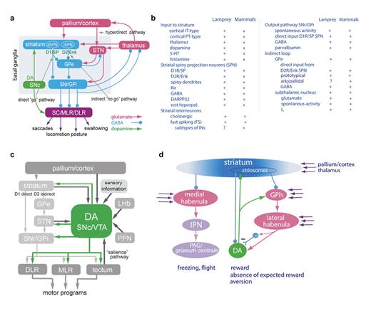Fig. 6. The lamprey basal ganglia. a The organisation of the basal ganglia. The striatum consists of GABAergic neurons, as do GPe, GPi, and SNr. SNr and GPi represent the output level of the basal ganglia, and it projects via different subpopulations of neurons to the tectum/superior colliculus, the mesencephalic, and diencephalic locomotor command regions and other brainstem motor centres, as well as back to thalamus with efference copies of information sent to the brainstem. The dSPNs that target SNr/GPi express the dopamine D1 receptor (D1) and substance P (SP), while the iSPNs express the dopamine D2 receptor (D2) and enkephalin (Enk). Also indicated is the dopamine input from the SNc (green) to striatum and brainstem centres. Excitatory glutamatergic neurons are shown in pink and GABAergic structures in blue colour. b A table showing the key features of the basal ganglia organisation that are found in mammals and the lamprey. c The SNc connectome in the lamprey and mammals. The efferent and afferent connectivity of the SNc is virtually identical. d The striatum targets both the medial and lateral habenulae. The medial habenula sends projections to the interpeduncular nucleus (IPN) and further to the periaqueductal grey (PAG)/griseum centrale. In mammals, PAG triggers a variety of fixed action patterns related to freezing and flight. The lateral habenula is engaged in the control of the different modulator systems and receives input from the glutamatergic part of globus pallidus (GPh), which in turn receives inhibition from the striosomal compartment of the striatum. The striosomes, GPh, and the lateral habenula itself receive input from the pallium, thalamus, and other structures.