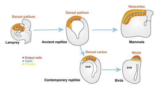Fig. 7. Conceptual schema for cell type evolution in the dorsal pallium. Schematic of the pallium with dorsal pallial homologues (orange) with basic input-output and intratelencephalic cell types proposed in the lamprey (cyclostomes), the common reptilian ancestor, and in modern reptiles and mammals [Briscoe and Ragsdale, 2019; Suryanarayana, 2019].