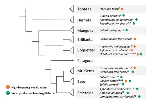 Fig. 1. Simplified phylogeny showing the main clades in the Trochilidae family. Orange circles highlight species that produce high-frequency vocalizations, while green circles show species with documented vocal learning or dialects. Phylogeny based on McGuire et al. [2007, 2014]. 1Olson et al. [2018]; 2Jarvis et al. [2000]; 3Wiley [1971]; 4Araya-Salas and Wright [2013]; 5Lara et al. [2015]; 6Duque et al. [2018]; 7Duque et al. [2020a]; 8Ornelas et al. [2002]; 9Ficken et al. [2002]; 10Baptista and Schuchmann [1990]; 11Clark and Feo [2010]; 12Johnson and Clark [2020]; 13Clark et al. [2013]; 14Jarvis et al. [2000]; 15Gahr [2000]; 16González and Ornelas [2005].
