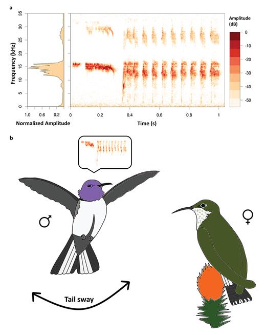 Fig. 2. High-frequency vocalizations in the Ecuadorian hillstar. a Power spectrum (left) and spectrogram (right) of a high-frequency vocalization produced by a male Ecuadorian hillstar showing the fundamental frequency (F0 = 13.4 kHz ± 0.47, mean ± SE) [Duque et al., 2018], and a harmonic in the ultrasonic range. b Schematic of the courtship display in the Ecuadorian hillstar, showing a male hovering in from of a female, swaying its tail and singing the high-frequency vocalization [Duque et al., 2020a, b]. Males also produce high-frequency vocalizations while standing on high perches in their own territory [Duque et al., 2018].