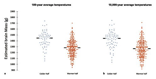  Scatter plot of Homobrain size (g) during periods of colder and warmer global average temperatures (changes in Antarctic surface temperature [°C] relative to the mean for the last millennium) across 100-year and 10,000-year periods. Homobrain size was significantly larger during cooler average temperatures as compared to warmer temperatures across 100-year (a) and 10,000-year (b) periods. Diamonds represent the 298 brain mass estimates across cooler (blue) and warmer (red) than average temperatures; black lines denote mean brain mass for each period.