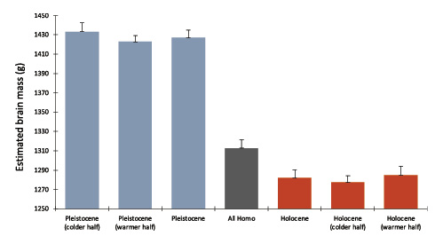  Changes to estimated brain size (g) across global climate change (changes in Antarctic surface temperature [°C] relative to the mean for the last millennium) across 100-year increments during the Holocene and late Late Pleistocene. “All Homo” (n= 298) represents the average estimated brain size across the entire 50 kyr BP period using the data from Fig. 2a. To either side of “All Homo” is the mean estimated brain size across the late Late Pleistocene (50‒12 kyr BP, n= 63) and Holocene (12 kyr BP–present, n= 235), respectively. The sample was then broken down into colder and warmer than average temperature periods within each epoch and compared against one another. Significant differences were found between the sample average (“All Homo”) and all other groups within the chart (all tests, p< 0.04, ttests), as well as between all Pleistocene and Holocene groups (all tests, p< 0.0001, ttests) except the warmer Holocene quartile with respect to the sample average, which was directionally similar but not significant (p= 0.08, ttest); no significant differences were found within the Pleistocene or Holocene (all tests, p> 0.50, ttests). Error bars represent the standard error of each mean estimate.