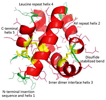 Fig. 1. A 3D homology model of SP-B that folds in the closed saposin conformation, constructed by templating the primary sequence of the target SP-B protein onto the lowest energy conformers of the experimental NK-lysin (PDB:1NKL), granulysin (PDB:1L9L), saposin-A (PDB:2DOB), saposin-C (PDB:2GTG), and saposin-D (PDB:3BQP) structures. Human SP-B and the saposin family proteins were aligned by sequence similarities using TM-align [15], followed by structural homology templating and refinement using the server-based I-TASSER program [16] (see Introduction to Saposin Family Proteins). This homology-modeled SP-B shows five amphipathic helices organized in two “leafs.” The first leaf includes the N-terminal insertion sequence and helix 1, C-terminal helix 5, and the leucine repeat helix 4 in close apposition, while the second leaf is composed of the AV repeat helix 2 and inner dimer helix 3 joined by the disulfide stabilized bend. This homology model was used to design novel linear peptides (i.e., Mini-B and Super Mini-B) that when oxidized (i.e., disulfide-linked) not only closely simulate the 3D-structure of the leaf containing the N- and C-terminal helices, but also demonstrate high surfactant activities. Alpha helixes are highlighted in red, disulfide linkages are in yellow, bends and disordered backbone conformations are colored in green.