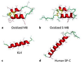 Fig. 4. Comparison of the 3D-structures for Mini-B (MB) (a) and Super Mini-B (S-MB) (b) in 40% HFIP/60% water determined using molecular dynamics (MD) simulations with preliminary 3D models for KL4 (c) and human SP-C (d). PyMOL representations of backbones are shown as either thick (N- and C-terminal α-helices) ribbons or thin green (extended or turn regions) ribbons; side chains are represented as wireframes. a MD simulation of MB in 40% HFIP/60% water at 100 ns, with the linked Cys-8 and Cys-40 and Cys-11 and Cys-34 (yellow) at the lower left and the turn region (PKGG in green) at the upper right. The N-terminal helix is in the foreground and the C-terminal helix is in the background, with the helical axes nearly parallel. b MD simulation of S-MB in 40% HFIP/60% water at 100 ns, with the extended N-terminal insertion sequence (residues 1-7) in an extended conformation (green) at the lower left and the turn region (PKGG; green) at the upper right. The linked Cys-8 and Cys-40 and Cys-11 and Cys-34 (yellow) are adjacent to the insertion sequence. The N-terminal helix (red ribbon) is in the foreground, and the C-terminal helix (red ribbon) is in the background, with nearly parallel helical axes. c Model of the 21-residue KL4 as an α-helix, with residues 2-20 folding as an α-helix (red ribbon) (see the sections Synthetic Peptides Based on the N- or C-Terminal Domains of SP-B Fold as α-Helical, Amphipathic Domains and Exhibit Surfactant Activities and MD Simulations of MB and S-MB in Lipid-Mimic and Lipid Environments). d Homology model for the 35-residue human SP-C, in which the human sequence is templated onto the 2D-NMR structure of the porcine SP-C (PDB: 1SPF) (see text). The homology-modeled human SP-C folds as an α-helix (red ribbon) for residues 9-33, with residues 1-8 and 33-35 forming extended conformations (green ribbons). Leu-35 is at the lower left, while the N-terminal Leu-1 is at the upper right (see the section MD Simulations of MB and S-MB in Lipid-Mimic and Lipid Environments).