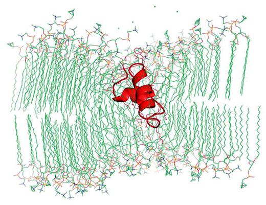 Fig. 5. Cross-sectional view of the insertion of the Mini-B (MB) peptide into bilayers of dipalmitoyl phosphatidylcholine (DPPC) after 100 ns of molecular dynamics (MD) simulations. The MB peptide backbone is shown in red highlight, with the N- and C-terminal α-helices modeled as thick ribbons. The zwitterionic DPPC lipids are modeled as stick figures, with the hydrophobic fatty acyl chain in green and the polar head group region containing the anionic phosphate group in red, and the cationic choline group in blue. Docking of MB into the DPPC bilayer and subsequent MD simulations were performed as described in the section MD Simulations of MB and S-MB in Lipid-Mimic and Lipid Environments.