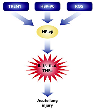 Fig. 1. Potential pathways involved in pathogenesis of lung injury: sequence of events that lead to lipopolysaccharide-induced acute lung injury and key inflammatory pathways we have targeted is depicted.