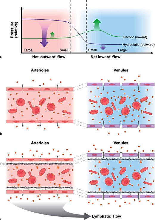 Fig. 1. The evolution of the Starling principle of fluid dynamics. a The classic Starling principle (1896), hydrostatic and oncotic pressures across microvascular wall. The net sum of hydrostatic outward pressure and oncotic inward pressure causes a net fluid outflow from the vessel at the arteriole side and a net inward fluid flow in the venular side. b Schematic illustration of the classic Starling principle. Fluids are filtered outward into the interstitium and returns to the circulation via post capillary venules. Note: it was assumed that in the post capillary venules, the oncotic pressure was higher than that in the interstitial space. The assumption has since been disproved. c The revised Starling principle incorporating the known evidence emerged in the last half century.