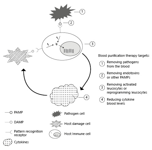 Fig. 1. Immunoinflammatory cascade and extracorporeal blood purification targets. PAMP, pathogen-associated molecular pattern; DAMP, damage-associated molecular pattern.