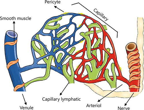 Fig. 1. Microvascular anatomy. The microcirculation is the part of the vascular system and consists of the small vessels so-called arterioles, capillaries, and venules. The lymphatic capillaries carry the extravascular fluid into the venous system. The arterioles are surrounded by vascular smooth muscle cells responsible for the regulation of arteriole tone.