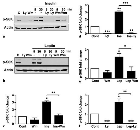 Fig. 1. PI3K signalling mediates increased S6K phosphorylation by insulin and leptin in GT1-7 cells. a Representative immuno-blots for S6K in GT1-7 cells in response to 50 nM insulin, 10 µM LY294002 (Ly) and 100 nM wortmannin (Wm) alone and to insulin in the presence of LY294002 or wortmannin. C = Control. b Representative immunoblot of p-S6K in response to 50 nM leptin, 10 µM LY294002 and 100 nM wortmannin alone and to leptin in the presence of LY294002 or wortmannin. C = Control. c, d Mean normalized p-S6K under non-stimulated conditions (Cont), insulin (Ins), wortmannin and LY294002, and insulin in the presence of wortmannin (Ins-Wm) and LY294002 (Ins-Ly) at time point 30 min. e, f Mean normalized p-S6K under non-stimulated conditions (Cont), leptin (Lep), wortmannin and LY294002, and leptin in the presence of wortmannin (Lep-Wm) and LY294002 (Lep-Ly) at time point 30 min. n = 3-6 for each condition. Values are mean ± SEM. * p < 0.05; ** p < 0.01; *** p < 0.001.