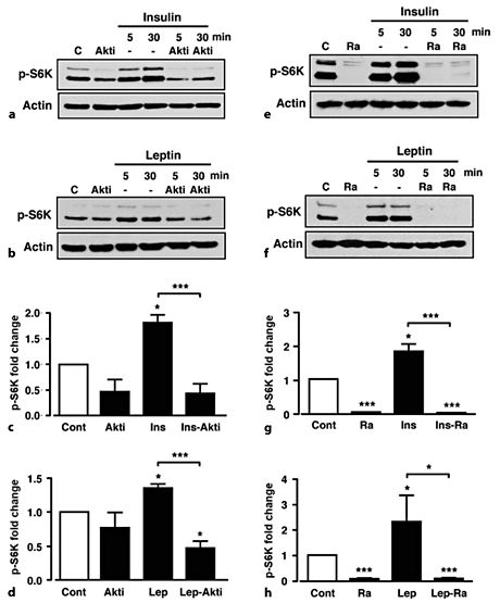 Fig. 2. Increased p-S6K by insulin and leptin is PKB- and -mTORC1-dependent. Representative immunoblots for p-S6K under control conditions (C), 10 µM Akti (Akti) and 50 nM insulin (a) or 50 nM leptin (b) in the absence and presence of Akti. Mean normalized p-S6K under non-stimulated conditions (Cont), Akti, and insulin in the absence (Ins) and presence (Ins-Akti) of Akti (c) and leptin (d) in the absence (Lep) and presence (Lep-Akti) of Akti at the 30-min time point. Representative immunoblots for p-S6K under control conditions, 100 nM rapamycin (Ra) and in response to 50 nM insulin (e) or 50 nM leptin (f) in the absence and presence of rapamycin. Mean normalized p-S6K under non-stimulated conditions (Cont), rap-amycin (Ra), and insulin (g) in the absence and presence of rapamycin (Ins-Ra) and leptin (h) in the absence and presence of rapamycin (Lep-Ra) at the 30-min time point. n = 3 or 4 for each condition. Values are mean ± SEM. * p < 0.05; *** p < 0.001.