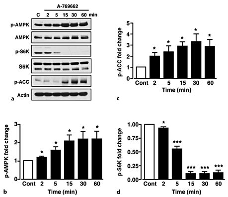 Fig. 3. A-769662 increases AMPK activity concomitant with reduced p-S6K. a Representative immunoblots for p-AMPK, total AMPK, p-S6K, total S6K, p-ACC and actin under control conditions (C) and in response to 50 µM A-769662 at various time points. b Mean normalized p-AMPK under non-stimulated conditions (Cont) and after stimulation with A-769662. Mean normalized p-ACC (c) and p-S6K (d) under non-stimulated conditions (Cont) and after stimulation with A-769662. n = 5-6 for each condition. Values are means ± SEM. * p < 0.05; *** p < 0.001.