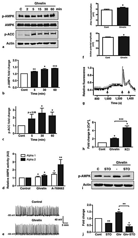 Fig. 4. Ghrelin increases AMPK activity in GT1-7 cells via increased CaMKK2. a Representative immunoblots for p-AMPK, total AMPK, p-ACC and actin under control conditions (C) and in response to 100 nM ghrelin. Mean normalized p-AMPK (b) and p-ACC (c) under non-stimulated conditions (Cont) and after stimulation with ghrelin. d Mean normalized AMPK-α1 and -α2 subunit activity under non-stimulated conditions (Cont) and -following 30 min stimulation with 100 nM ghrelin or 50 µM A-769662. e Representative perforated patch clamp recording (I = 0 pA) from a GT1-7 cell under control conditions and following application of 100 nM ghrelin. f Mean action potential and afterhyperpolarization amplitudes (n = 75 from 5 cells) under control (saline) conditions and following application of ghrelin (100 nM). g Representative traces from 3 separate GT1-7 cells showing the change in relative fluorescence (internal calcium concentration) under control conditions and following application (sequential arrows) of 100 nM ghrelin, 100 mM KCl and 5 mM EGTA, respectively. h Mean normalized change in [Ca2+]i under control conditions (Cont) and following application of ghrelin and KCl. i Representative immunoblot for p-AMPK under control (C) conditions, 10 µM STO-609 (STO) and in response to 100 nM ghrelin in the absence and presence of STO-609. j Mean normalized p-AMPK under non-stimulated conditions (Cont), STO-609 alone and ghrelin in the absence and presence of STO-609. n = 3-7 for each condition. Values are means ± SEM. * p < 0.05; ** p < 0.01; *** p < 0.001.