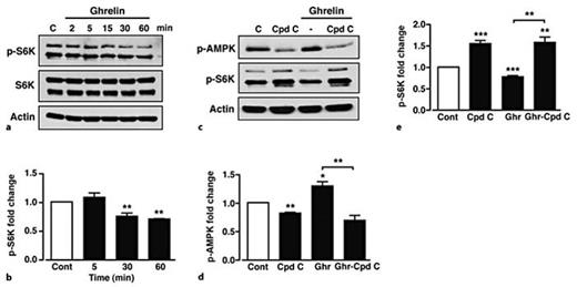 Fig. 5. Ghrelin inhibition of mTORC1 in GT1-7 cells is AMPK dependent. a Representative immunoblot of p-S6K, S6K and actin under control conditions (C) and in response to 100 nM ghrelin. b Mean normalized p-S6K under non-stimulated conditions (Cont) and after stimulation with ghrelin. c Representative immunoblots for p-AMPK and p-S6K under control conditions (C), with 40 µM compound C (Cpd C) and in response to 100 nM ghrelin in the absence and presence of compound C. Mean normalized p-AMPK (d) and p-S6K (e) under non-stimulated conditions (Cont), with compound C and in response to ghrelin in the absence and presence of compound C. n = 3-7 for each condition. Values are means ± SEM. * p < 0.05; ** p < 0.01; *** p < 0.001.