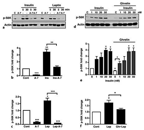 Fig. 6. Insulin, but not leptin, prevents ghrelin-mediated S6K phosphorylation. a Representative immunoblot showing p-S6K in response to 50 µM A-769662 alone (A-7) and 50 nM insulin and 50 nM leptin in the absence and presence of 50 µM A-769662. Mean normalized p-S6K under non-stimulated conditions (Cont), A-769662 (A-7) and insulin (Ins) (b) and leptin (lep) (c) in the absence and presence of A-769662. d Representative immuno-blot showing p-S6K under control conditions (C), 100 nM ghrelin and in response to 50 nM insulin, in the absence and presence of 100 nM ghrelin, respectively. e Mean normalized p-S6K in response to increasing concentrations of insulin in the absence and presence of ghrelin. Note that ghrelin, in the absence of insulin, reduced p-S6K levels. n = 3-6 for each condition. f Mean normalized p-S6K in response to leptin alone or leptin following pre-treatment of cells with ghrelin. Values are means ± SEM. * p < 0.05; ** p < 0.01; *** p < 0.001.