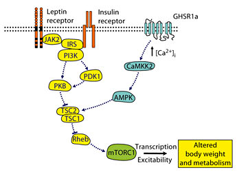 Fig. 8. Model by which anorexigenic and orexigenic hormone signals may converge and regulate mTORC1 in hypothalamic neurons. Signalling through molecules highlighted in orange/yellow leads to inhibition of food intake and increased energy expenditure, whereas signalling through molecules highlighted in blue leads to increased food intake and reduced energy expenditure, with mTORC1, highlighted in green, acting as a key signalling node to various cell outputs involved in body weight and -metabolic control. GHSR1a = GH secretagogue receptor 1a; -CaMKK2 = calmodulin kinase kinase 2; AMPK = AMP-activated protein kinase; JAK2 = janus kinase 2; IRS = insulin receptor substrate; PI3K = phosphoinositide 3-kinase; PDK1 = phospholipid-dependent kinase 1; PKB = protein kinase B; TSC1/2 = tuberous sclerosis complex 1 (hamartin) and 2 (tuberin); Rheb = Ras homolog enriched in brain. Colors refer to the online version only.