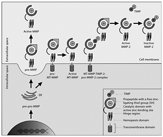 Fig. 3. MMP activation pathway. Firstly, pre-pro-MMPs are expressed and transported through the endoplasmatic reticulum (ER) to the cell surface as zymogens devoid of the predomain. Most of the MMPs are secreted, and their activation takes place in the extracellular space. MMPs equipped with a transmembrane domain anchor to the cell membrane and are activated on the cell surface. Pro-MMP-2 binds to the complex molecule consisting of an active MT-MMP (transmembrane MMP) and TIMP to form the active MMP-2 form. Further information is to be found in the text (graphic by M. Florczak-Rzepka and A. Sułkowska).