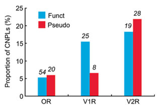 Fig. 4. Proportions of CNPLs for OR, V1R, and V2R genes among 42 mice. Blue and red columns represent the proportions of CNPLs for functional genes and pseudogenes, respectively. Numerals above the columns represent the number of CNPLs.