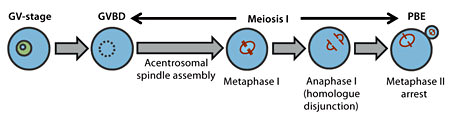Fig. 1. Schematic of female mammalian meiosis I. Mammalian oocytes arrested at the dictyate stage of prophase I are identifiable by the presence of a germinal vesicle (GV). Resumption of meiosis I is marked by GV breakdown (GVBD) following which bivalents are brought to alignment at the spindle equator by metaphase I. Anaphase I then ensues when chromosomes segregate between the secondary oocyte and the polar body. Following first polar body extrusion (PBE), oocytes progress without a hiatus into meiosis II where they are are arrested for a second time at metaphase II.