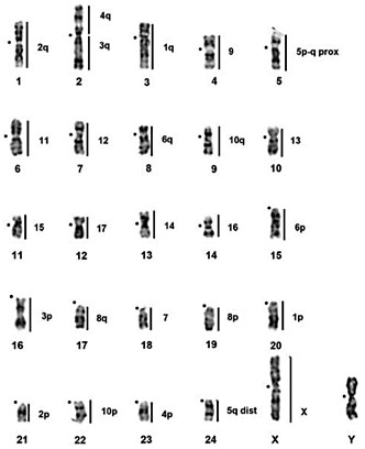 Fig. 3. G-banded haploid karyotype of a male D. auricularis with regions of orthology to G. paeba indicated by vertical lines (numbered to the right) as determined by cross-species chromosome painting. Centromere positions are indicated by closed circles.