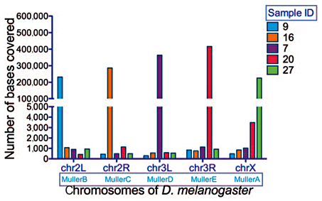 Mapping of reads from LCM samples against Drosophila melanogaster chromosomes.