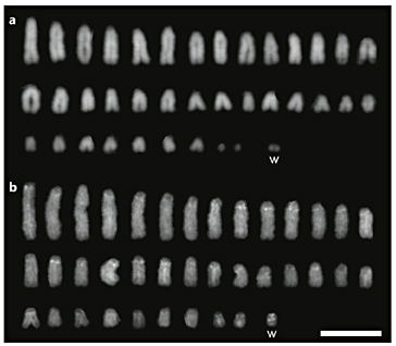 Karyotypes of Lacerta strigata (a) and L. agilis (b). DAPI staining. Scale bar, 10 μm.