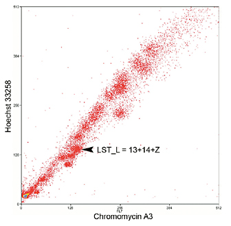 Flow-sorted karyotype of Lacerta strigata. The x and y axes report fluorescence intensity for each fluorochrome. The peak LST_L is indicated by an arrowhead.