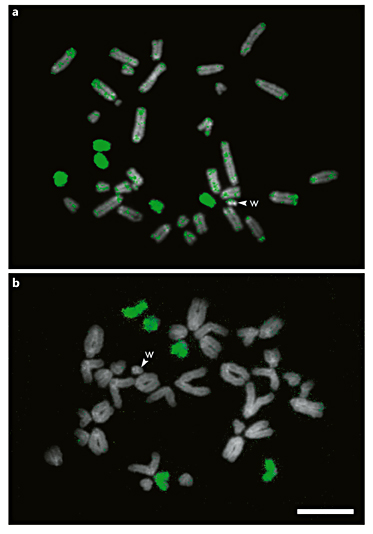 FISH with the LST_L probe (green) on Lacerta strigata (a) and L. agilis (b) metaphase plates. Scale bar, 10 μm.