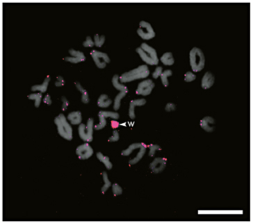 FISH with the telomeric probe (red) on a Lacerta agilismetaphase plate. Scale bar, 10 μm.