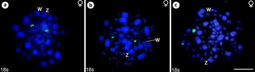 FISH with 18S rDNA probe (green) in S. frontalis (a), S. rufosuperciliata (b), and C. obsoleta (c) chromosomes (blue). Sex chromosomes are indicated. Scale bar, 10 μm.