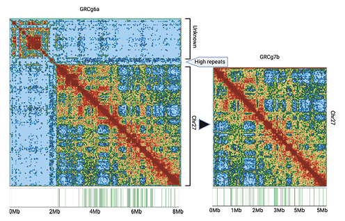 Assembled structural errors detected in RJF compared to broiler for chromosome 27 using Hi-C mapped data to the scaffolds. Genetic linkage map markers (n= 125) displayed as green tic marks below the xaxis for the chromosome 27 heat map were mapped to each assembly to validate sequence order and orientation.